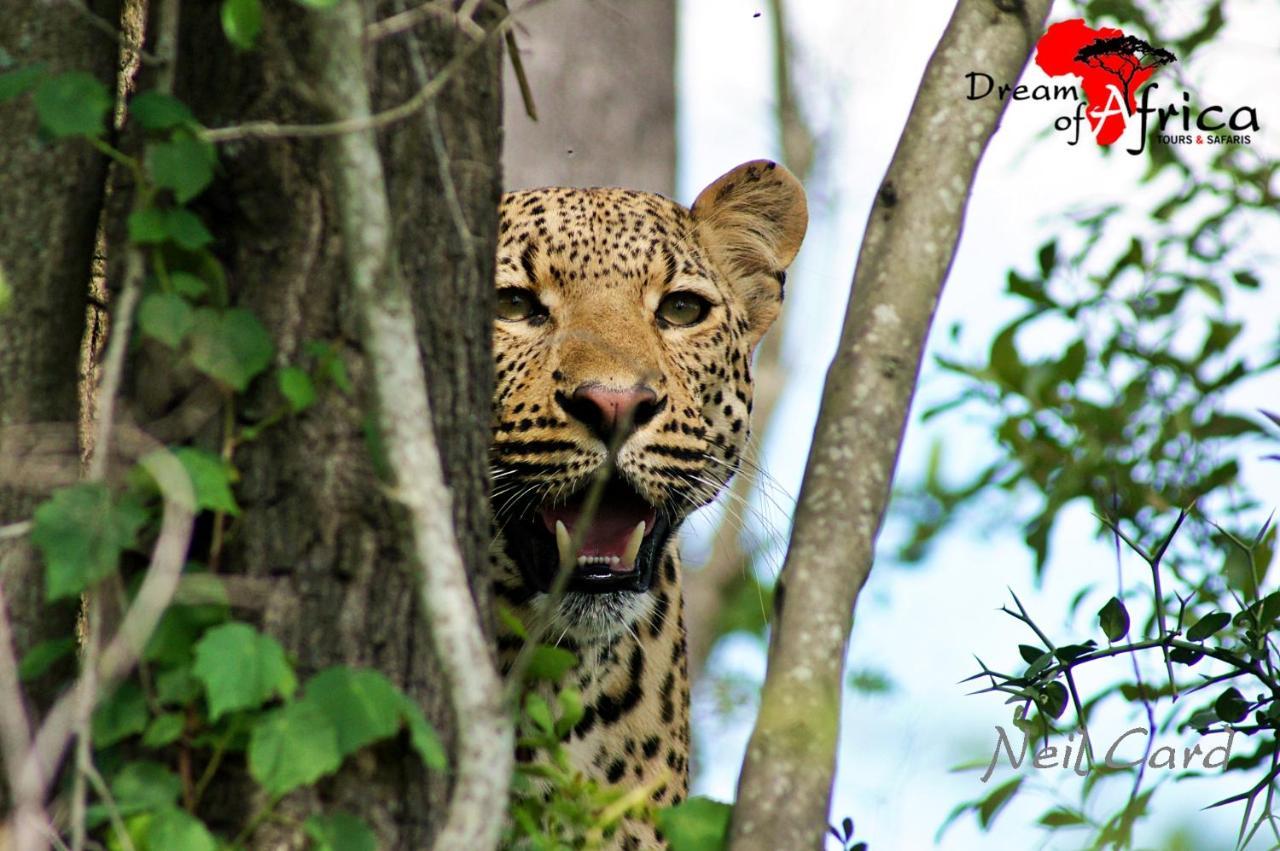 Dream Of Africa Bush Lodge 玛洛斯帕克 外观 照片