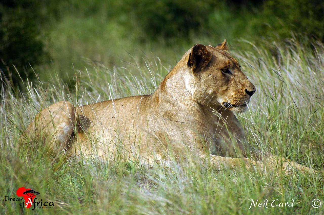 Dream Of Africa Bush Lodge 玛洛斯帕克 外观 照片