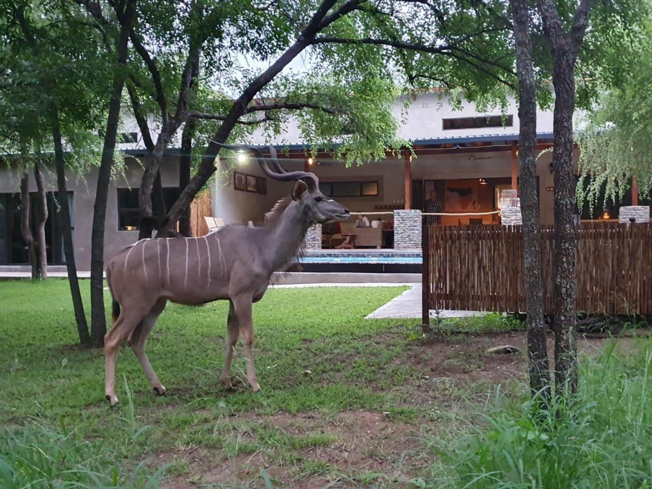 Dream Of Africa Bush Lodge 玛洛斯帕克 外观 照片