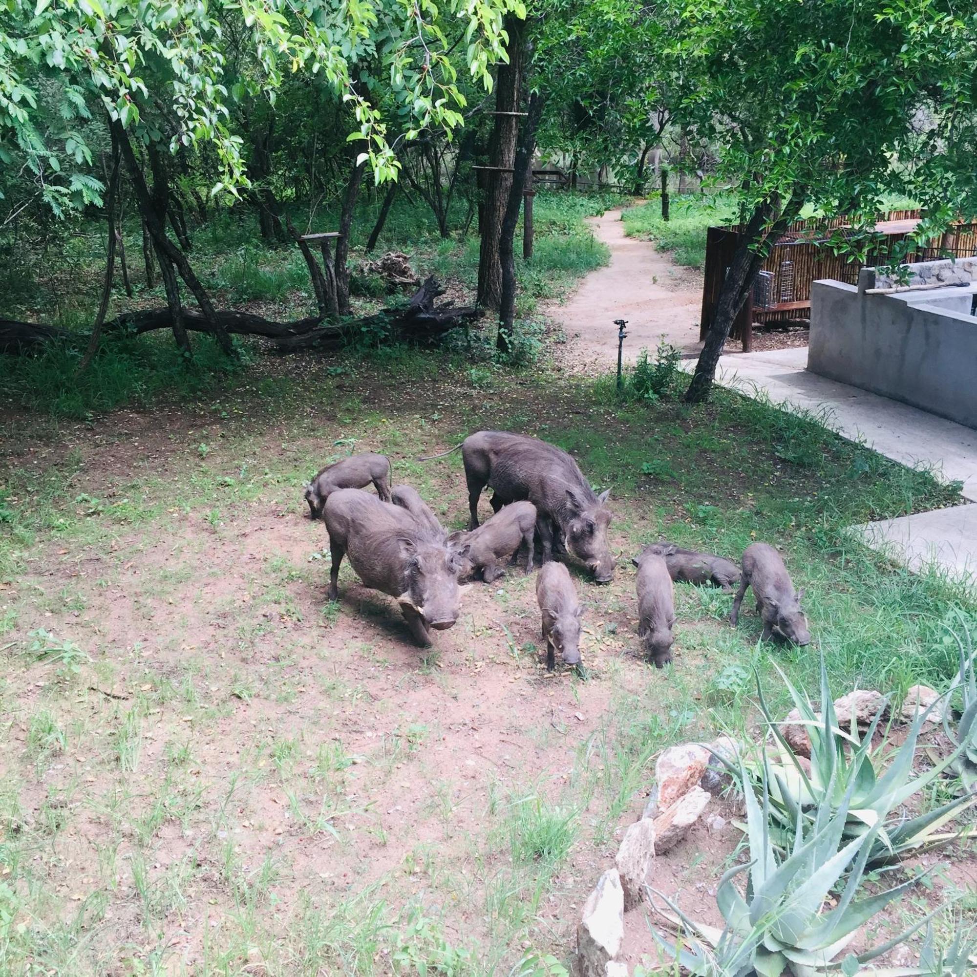 Dream Of Africa Bush Lodge 玛洛斯帕克 外观 照片